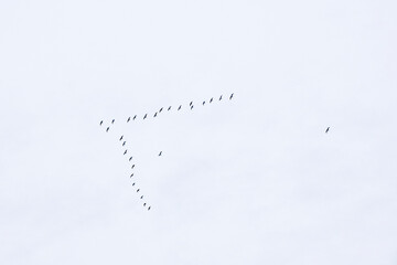 Flying birds in the sky