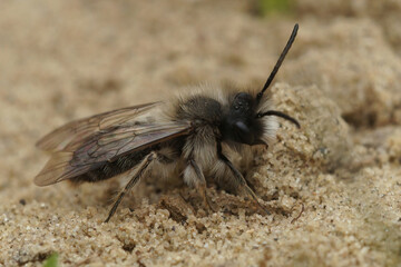 Closeup on a hairy male nycthemeral mining bee , Andrena nycthemera sitting on the ground