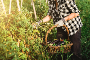Agriculture farm: Farmer woman collecting tomato bio vegetables during harvest season