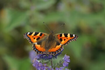 Closeup on a colorful fresh emerged small tortoiseshell butterfly, Aglais urticae, sipping nectar