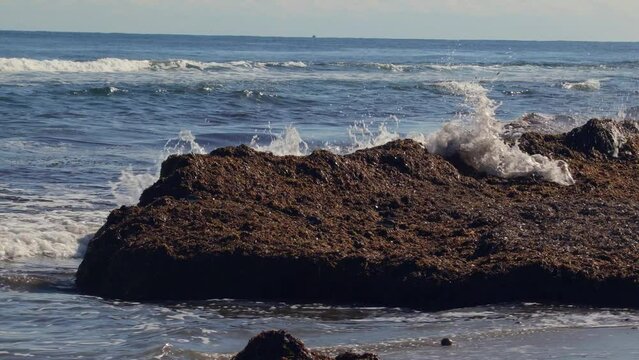 Algae accumulated on the shore of the beaches. Sargazo. Accumulated sargassum. Birds eating