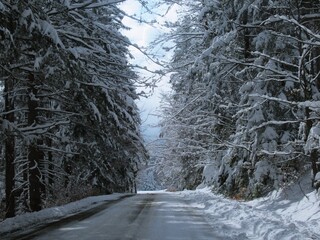 śnieg, droga, zima, drzewa