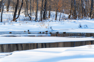 A flock of wild ducks in winter