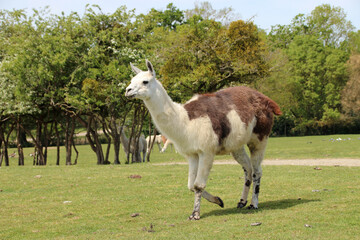llama in a zoo in france © frdric
