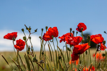 Obraz premium A close up of vibrant poppies with a blue sky behind