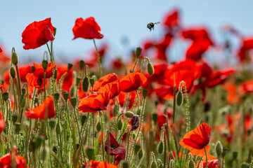 A bee hovering over poppies in the South Downs, on a sunny summer's day