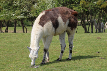 Obraz premium llama in a zoo in france