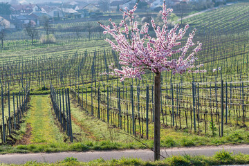 Wonderful pink blooming almond trees in Gimmeldingen/Germany in the Palatinate on a sunny spring day