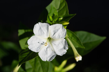 4 o clock white color flower blooming in garden