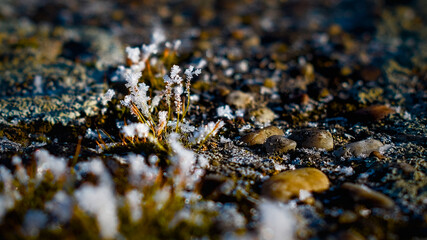 Tiny winter