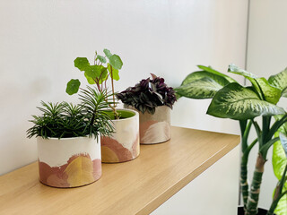 Concrete handpainted planters with indoor plants in it