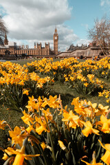 Spring time in London. Daffodils in London opposite Big Ben and the houses of Parliament