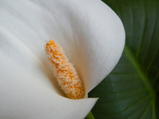 Calla pistil with pollen