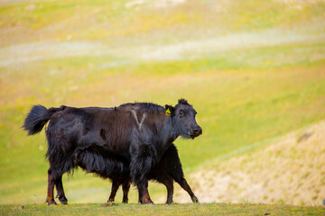 Fototapeta premium A herd of yaks graze in the mountains. Himalayan big yak in a beautiful landscape. Hairy cow cattle wild animal in nature in Tibet. Sunny summer day in the wild. Farm animal in Nepal and Tibet.
