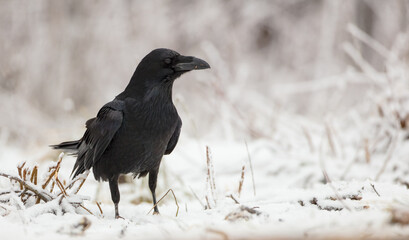 Common Raven - in winter at a wet forest