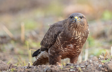 Common Buzzard in winter at a wet forest