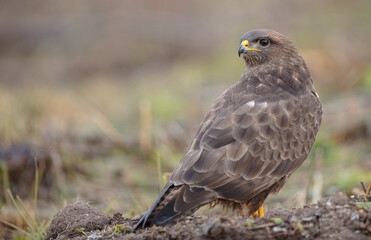Common Buzzard in winter at a wet forest