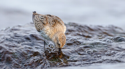 Dunlin - young bird at a seashore on the autumn migration way