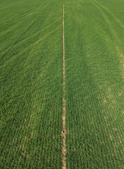 Aerial view of a green farmland. Vertical view of a crop field. Drone footage