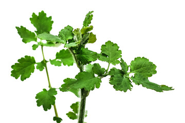 Young stem of celandine with green leaves and fleecy buds. Raster clipart of the Chelidonium majus isolated on white or transparent background