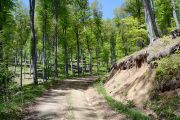 A hiking trail in the forest near the village of Rosovets