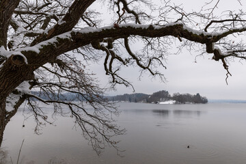 tree and lakeview in winter 