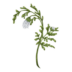 Wild buds of white chamomile, with green leaves. On a white background. Design for herbal tea, natural cosmetics, aromatherapy, health products, textiles