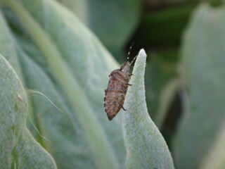 Underside, ventral surface of the sloe bug, hairy shield bug (Dolycoris baccarum) sitting on a pale green leaf