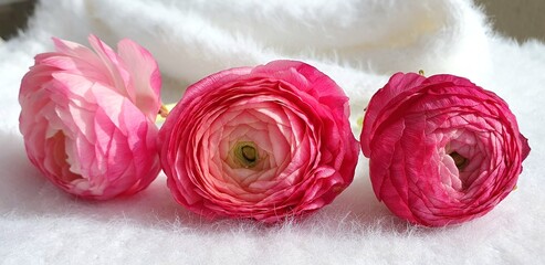 Beautiful pink flowers on a white background. Pink peonies. Pink roses. Delicate flowers. Floral background. Postcard with flowers. Postcard Birthday, Women's Day, Mother's Day.