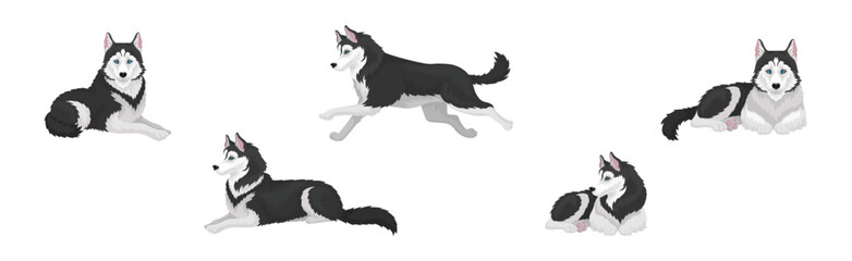 Siberian Husky White and Black Purebred Dog Breed Vector Set