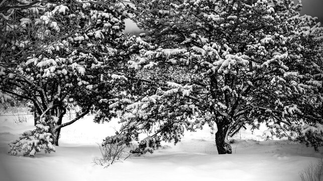 black and White Winter Trees