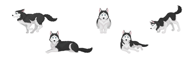 Siberian Husky White and Black Purebred Dog Breed Vector Set