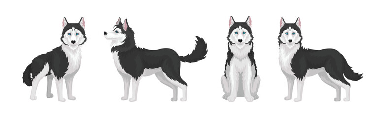 Fototapeta na wymiar Siberian Husky White and Black Purebred Dog Breed Vector Set
