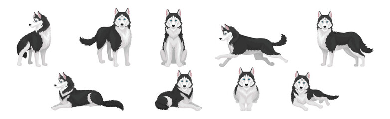 Siberian Husky White and Black Purebred Dog Breed Vector Set