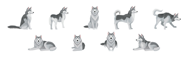 Siberian Husky Purebred Dog Breed Standing and Sitting Vector Set