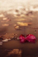 Pink leave in puddle 