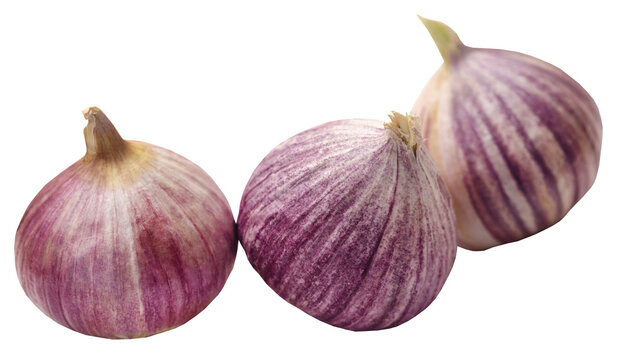 Solo or single clove garlic 