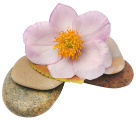 Fototapeta na wymiar Stone with flower
