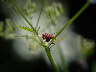 european strip bug closeup in saarland at spring