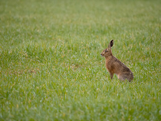 European or Brown hare, Lepus europaeus