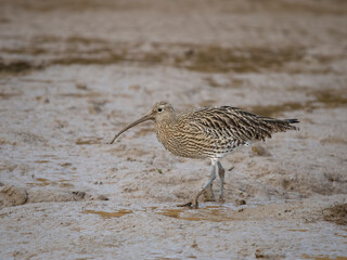 Curlew, Numenius arquata