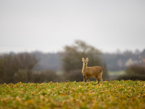 Chinese water deer, Hydropotes inermis