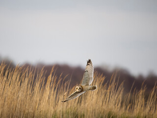 Short-eared owl, Asio flammeus