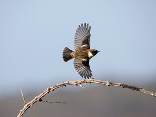 European Stonechat, Saxicola rubicola