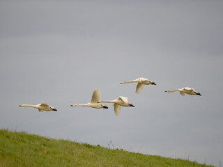 Whopper swan, Cygnus cygnus