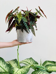 Begonia maculata indoor plant in concrete planter