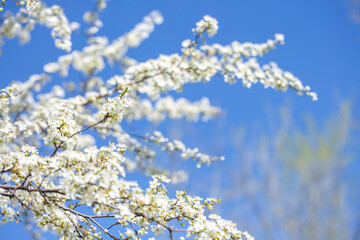 White flowers bloom in the trees. Spring landscape with blooming sakura tree. Beautiful blooming garden on a sunny day. Copy space for text.