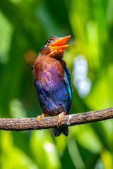 The Javan kingfisher (Halcyon cyanoventris), sometimes called the blue-bellied kingfisher or Java kingfisher