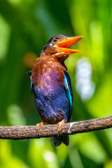 The Javan kingfisher (Halcyon cyanoventris), sometimes called the blue-bellied kingfisher or Java kingfisher