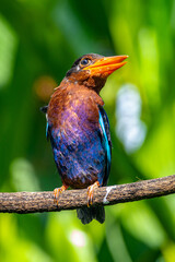 The Javan kingfisher (Halcyon cyanoventris), sometimes called the blue-bellied kingfisher or Java kingfisher